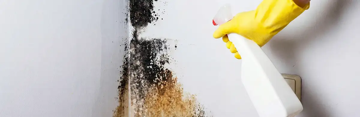 visible mold growth on an interior wall being treated during mold removal service in Boise, ID